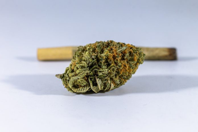 Close-up-of-Hemp-Drought