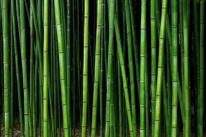 Bamboo-sustainable-objects