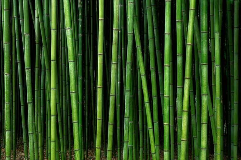 Why Shifting To Bamboo Is Good For You And The Planet Why Shifting To Bamboo Is Good For You And The Planet