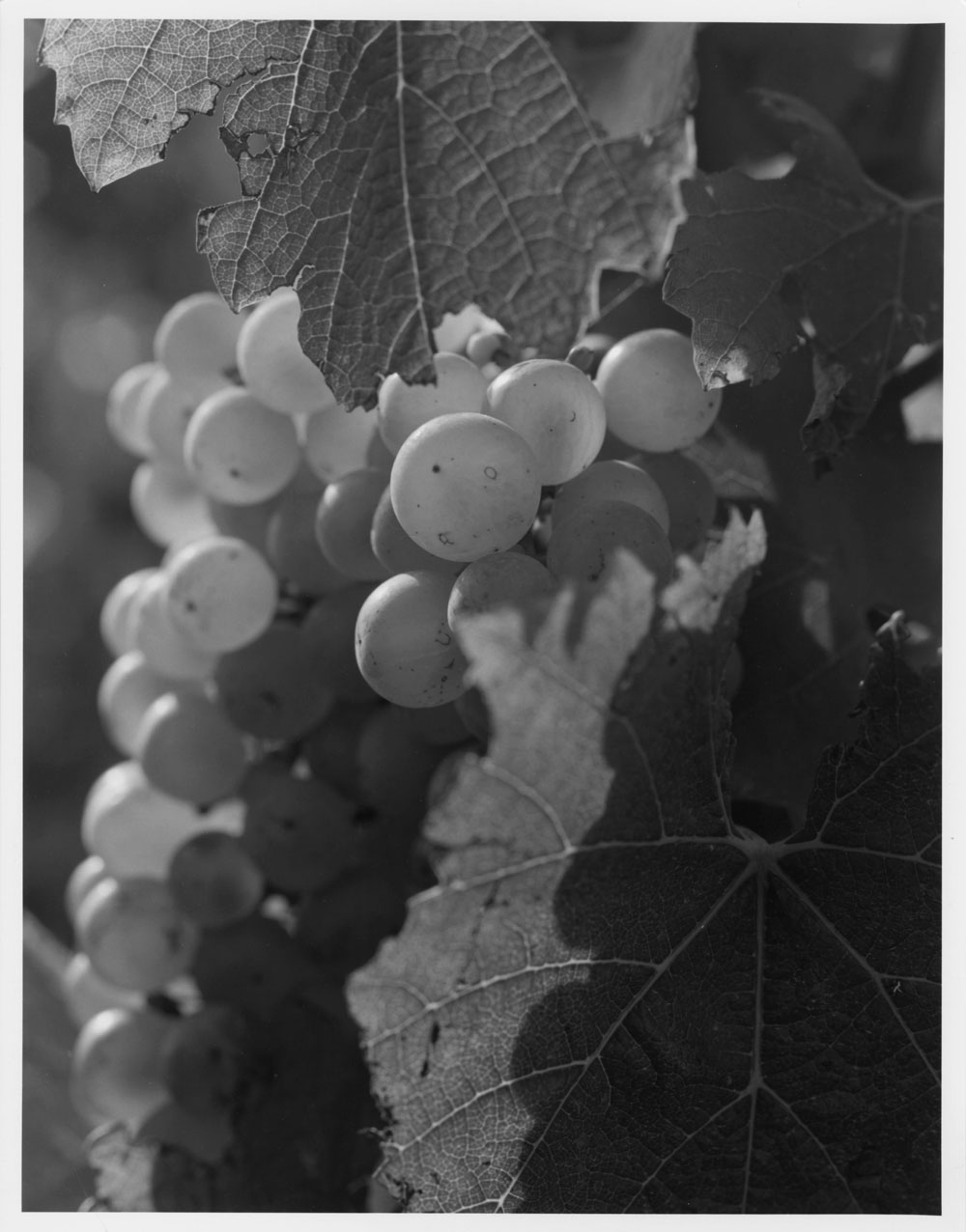 Dom-Pérignon-Chardonnay-grapes
