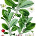Ilex-paraguariensis-erva-mate