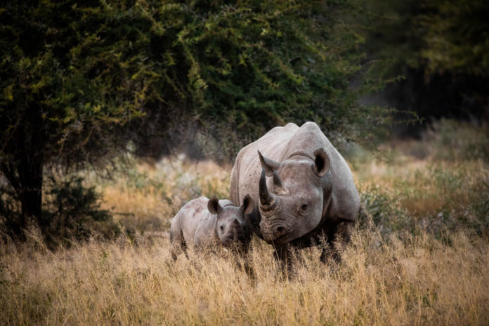 Luxury-Safari-lodges
