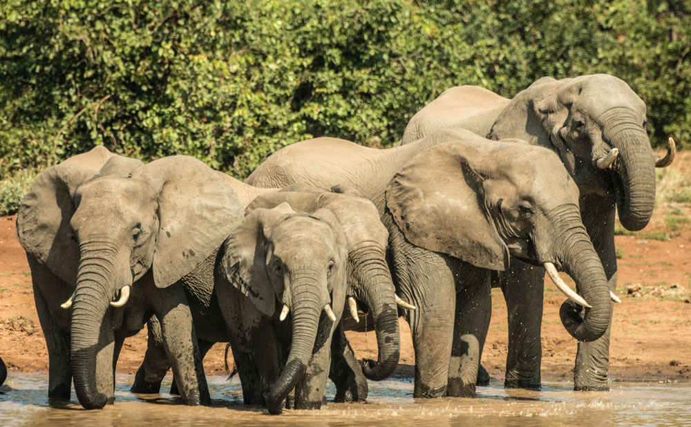 Luxury-Safari-lodges-guide