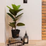 Luxury-plants-interior-design