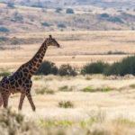 Nanibia-travel-guide-animals