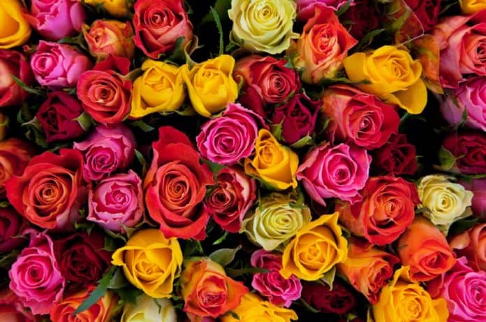 Roses-colour-signification-guide