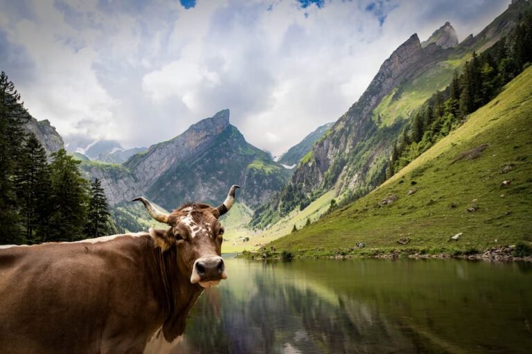 Why are the Swiss mountains so attractive in summer?