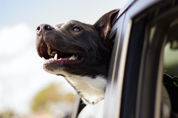 Travel-with-your-pet-guide