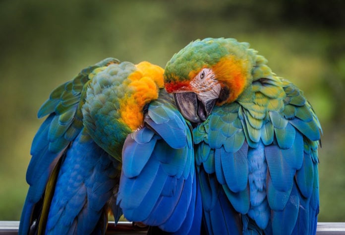 best-pet-birds-guide