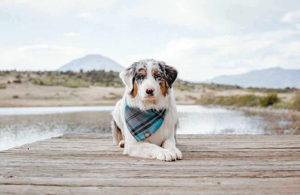 australian-shepherd-guides