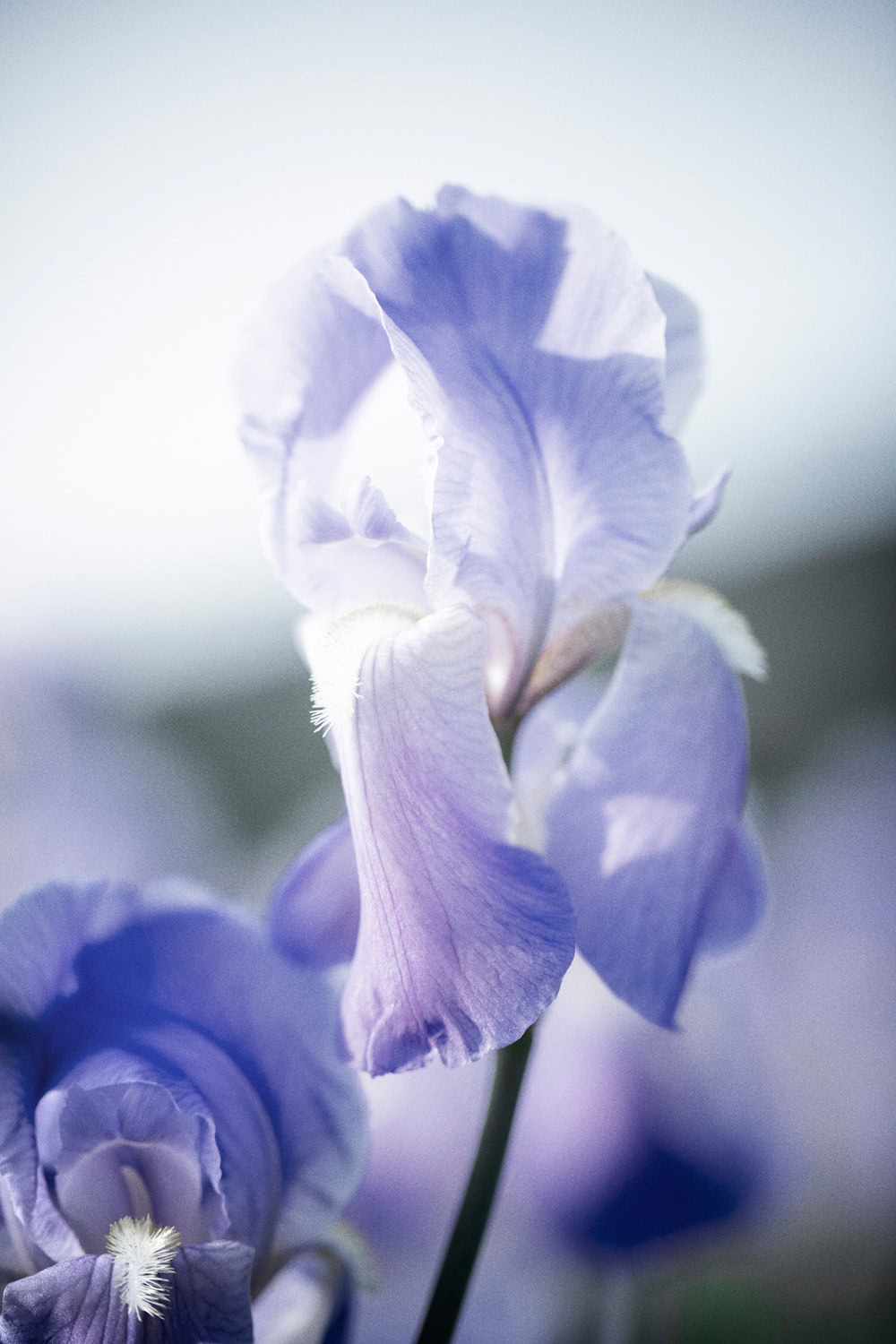 CHANEL-LES-EXCLUSIFS-COMETE-IRIS