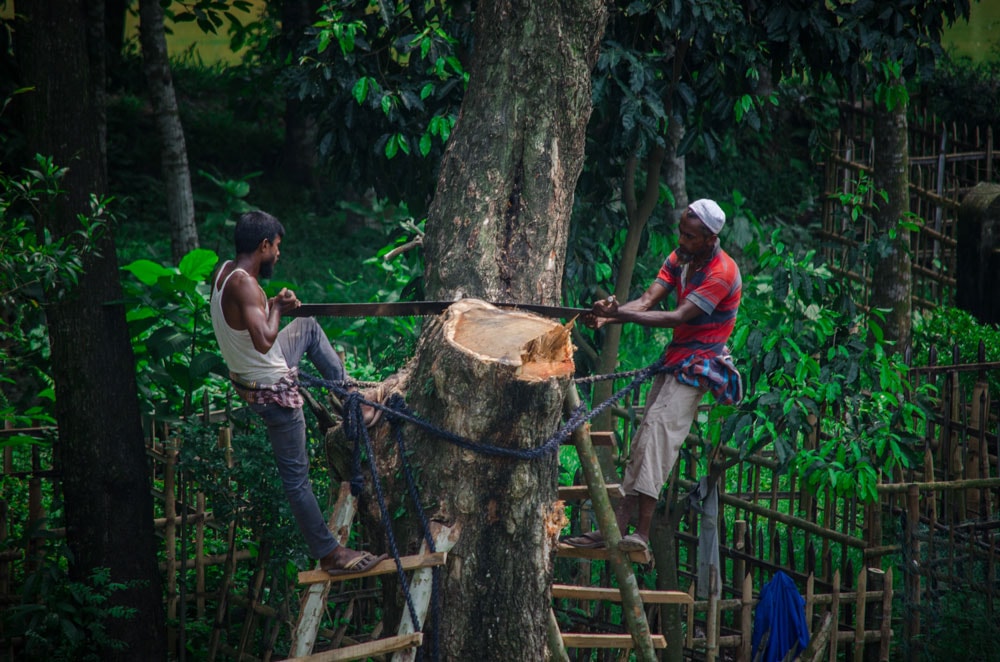 deforestation-and-climate-change