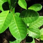 erva-mate-chimarrao-ilex-paraguariensis