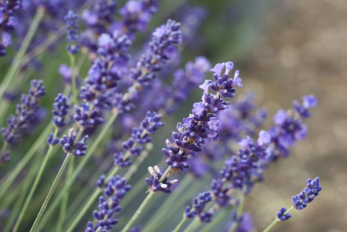 Lavender-fields-quercy-Lot