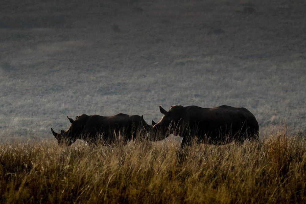 Rhino-population-evolution