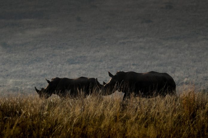 Rhino-population-evolution