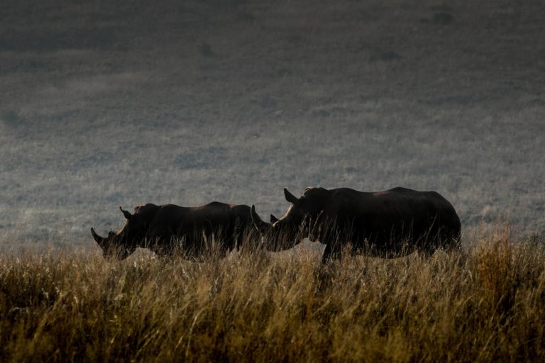 Rhino-population-evolution