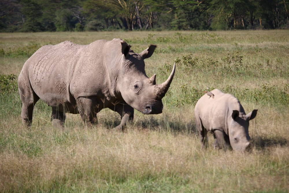 Rhino-evolution