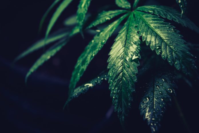 cannabis-inspired fashion