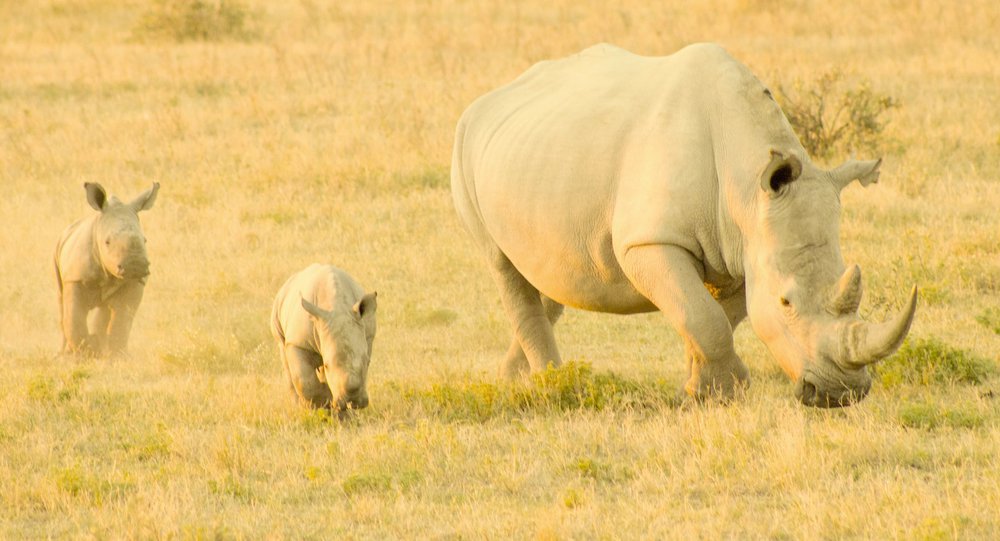 Rhinoceros-population-evolution