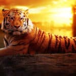 orange-tiger