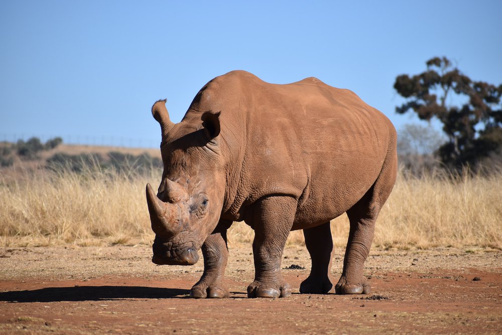 Rhino-population-good-news