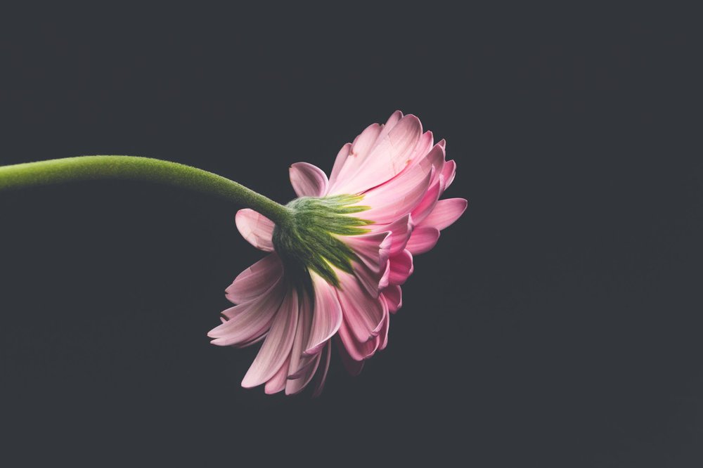history-of-flowers