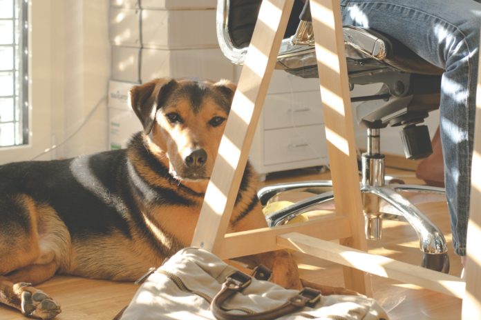 dog lying on floor
