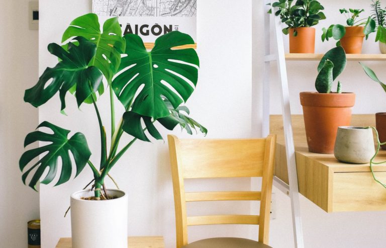 Luxurious looking plants for your home