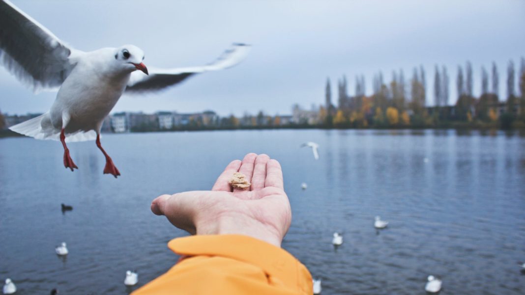 close up of seagull