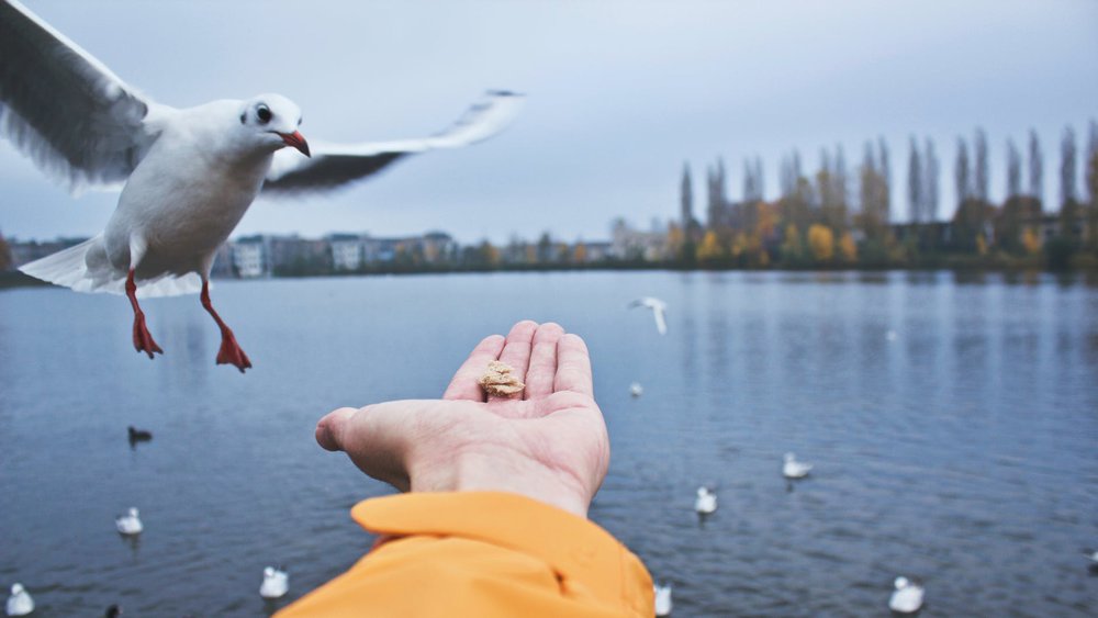 Photo of Nine essential tips for feeding birds in the summer | Luxury Activist