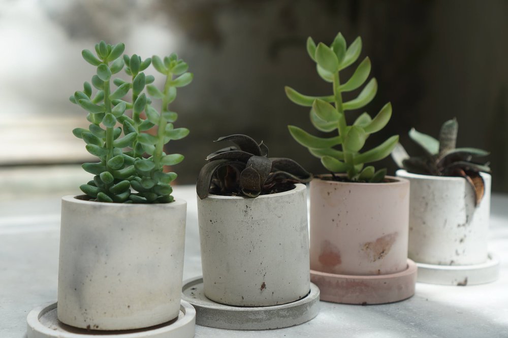 plants-guide