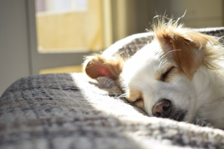 6 Designer Dog Breeds You’ll Love