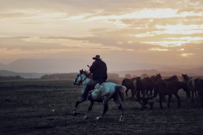 man riding horse while pasturing herd