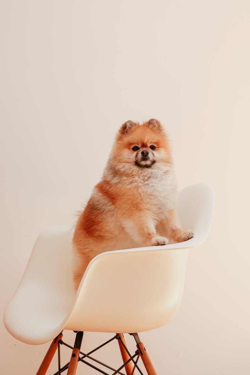 How Much Activity is Enough for Your New Dog? 1 dog-guide-for-exercise