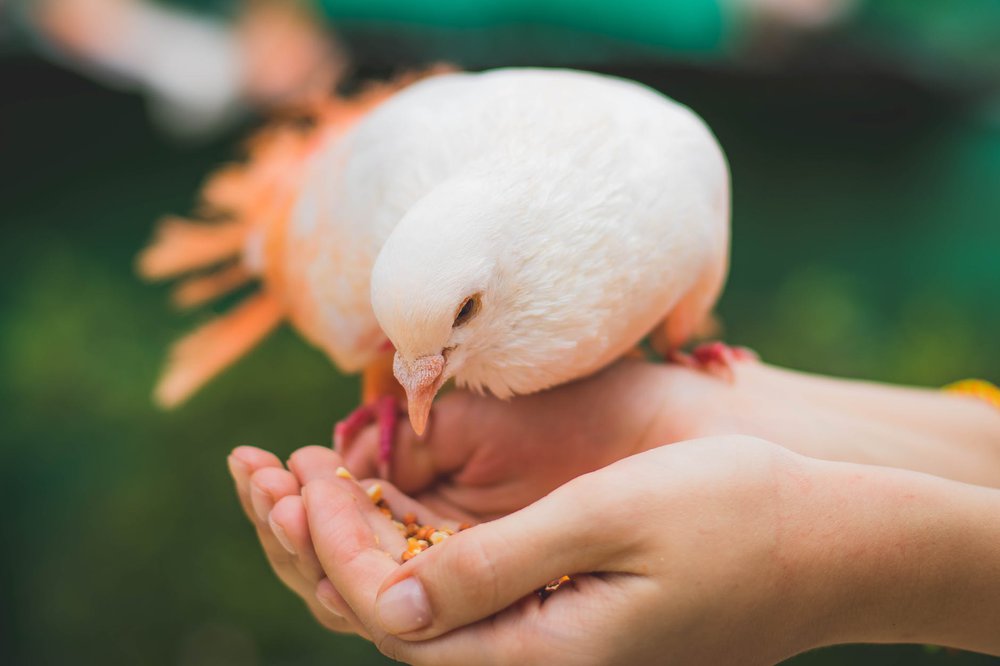 bird-feeding-trends