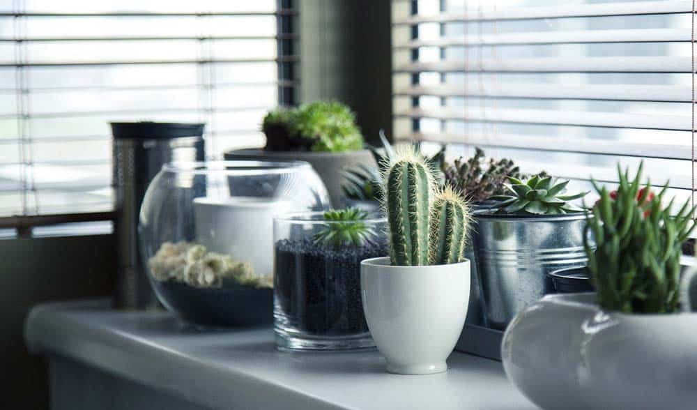 top-plants-air-purifiers